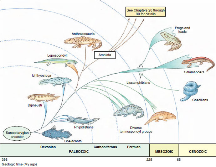 Early Evolution of Terrestrial Vertebrates | Early Tetrapods and Modern Amphibians | The Diversity of Animal Life