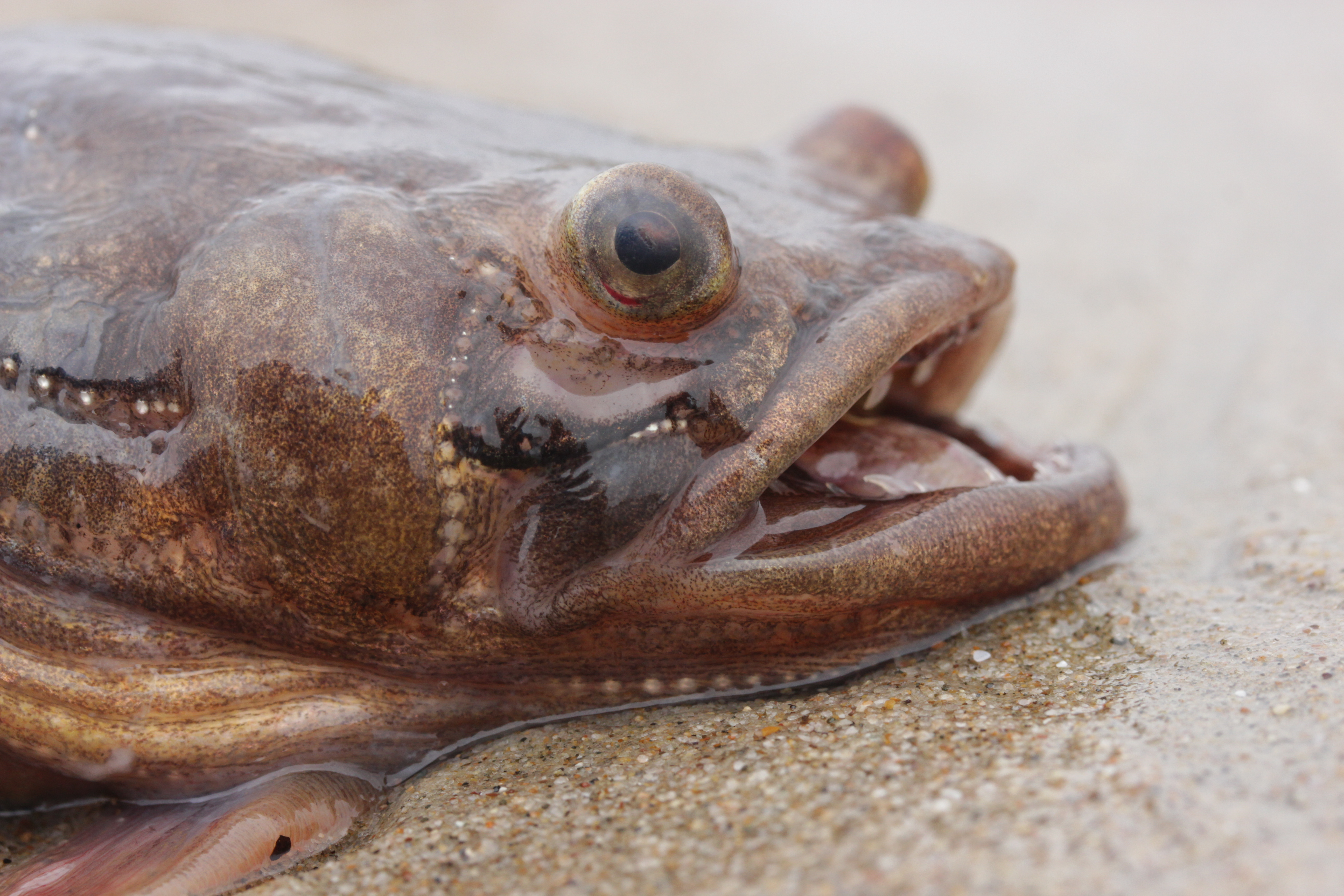 File:Plainfin Midshipman - Porichthys notatus (28579323787).jpg - Wikimedia  Commons