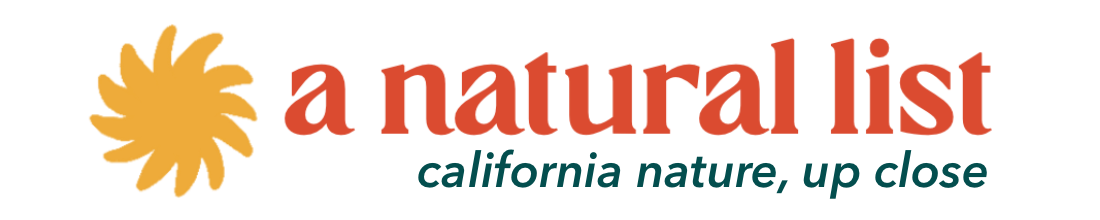 california killifish (a natural list, no. 16)