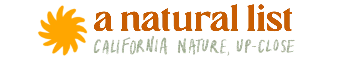 california golden chanterelle (a natural list, no. 7)