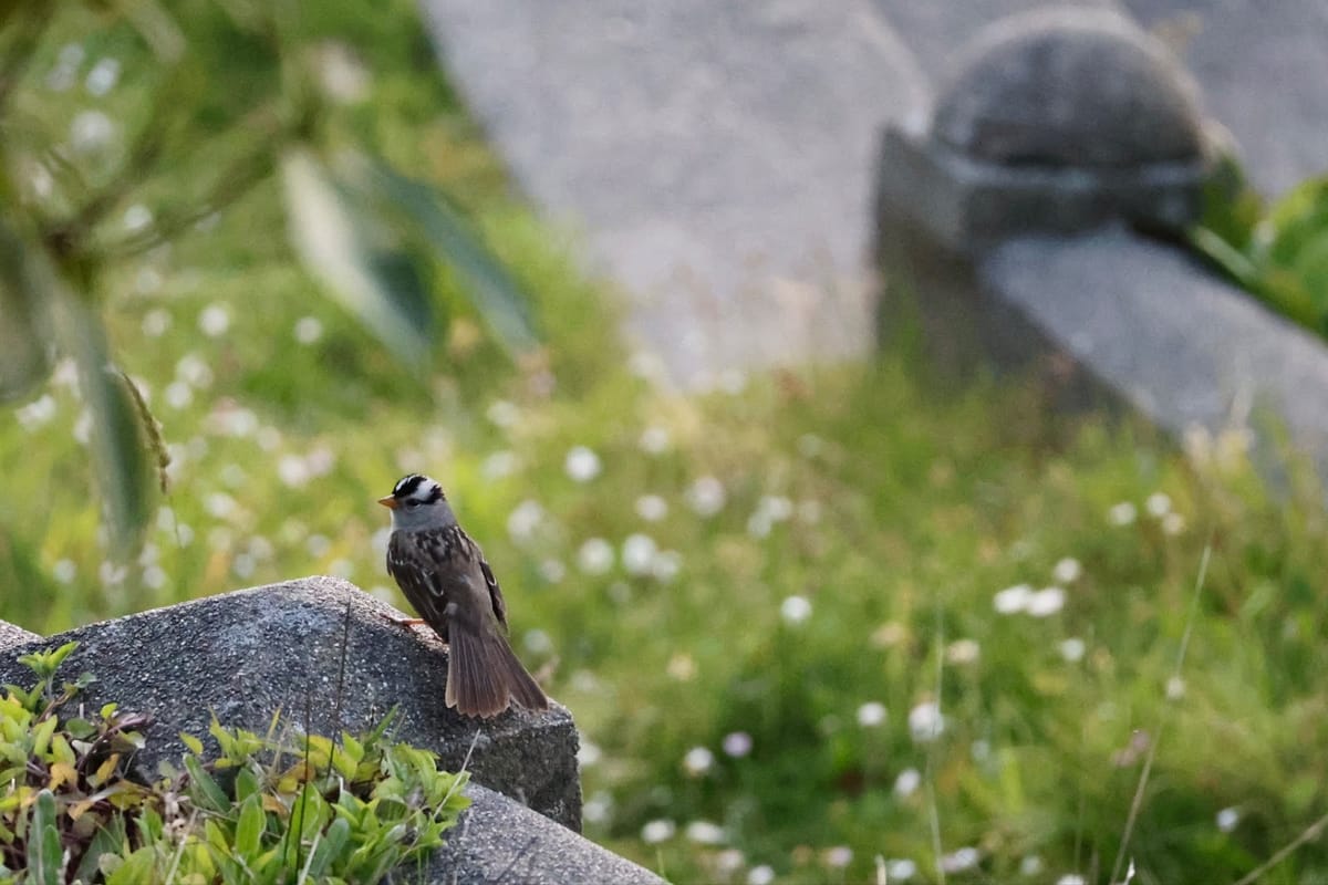 birdwatching with ghosts