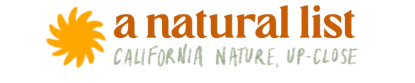 california golden chanterelle (a natural list, no. 7)