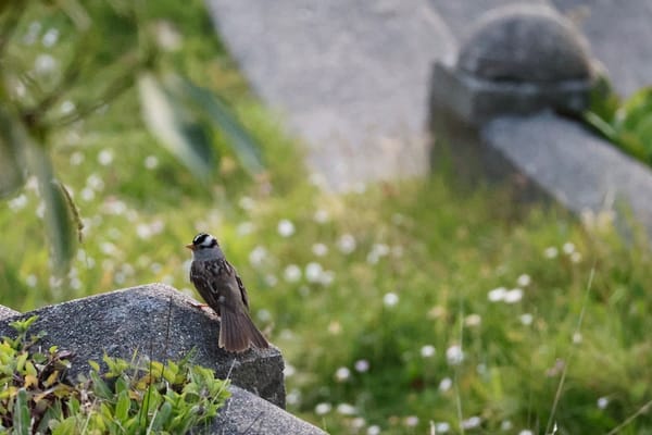 birdwatching with ghosts