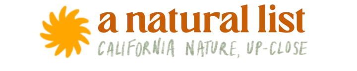 california poppy (a natural list, no. 8)
