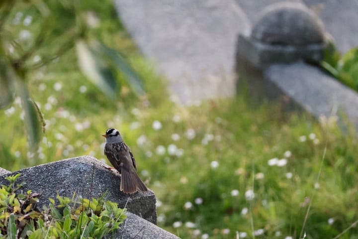 birdwatching with ghosts