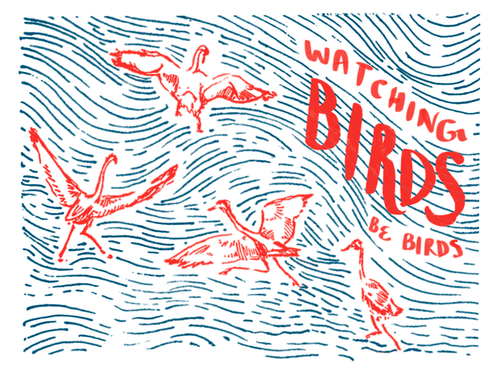 watching birds be birds